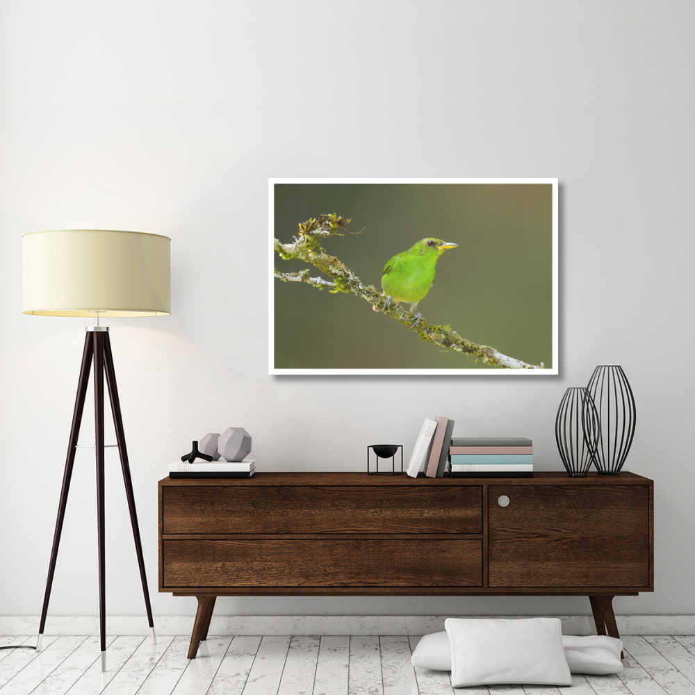 Green Honeycreeper female, Costa Rica-Paper Art-50&quotx34"