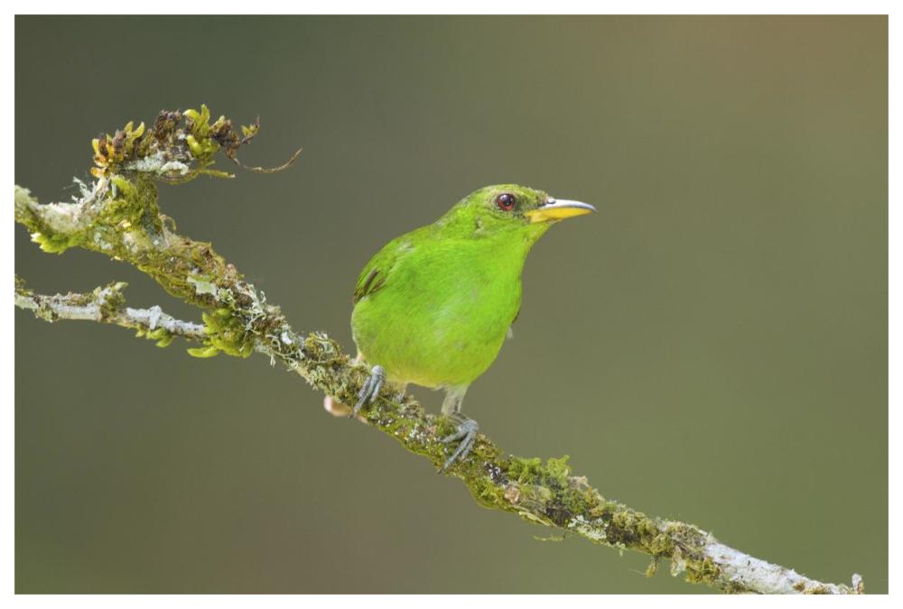 Green Honeycreeper female, Costa Rica-Paper Art-62"x42"