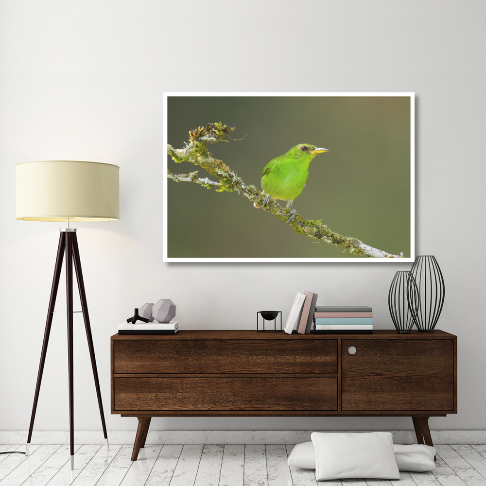 Green Honeycreeper female, Costa Rica-Paper Art-62&quotx42"