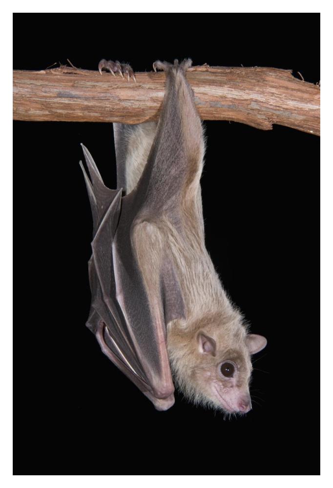 Egyptian Fruit Bat roosting, Michigan-Paper Art-14"x20"