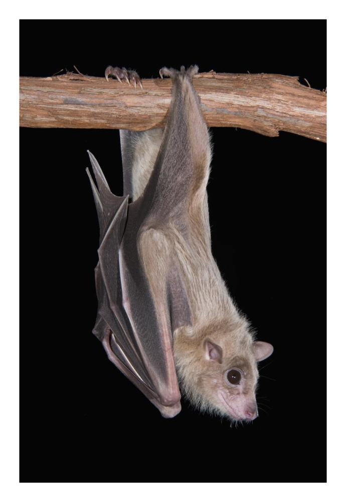 Egyptian Fruit Bat roosting, Michigan-Paper Art-18"x26"