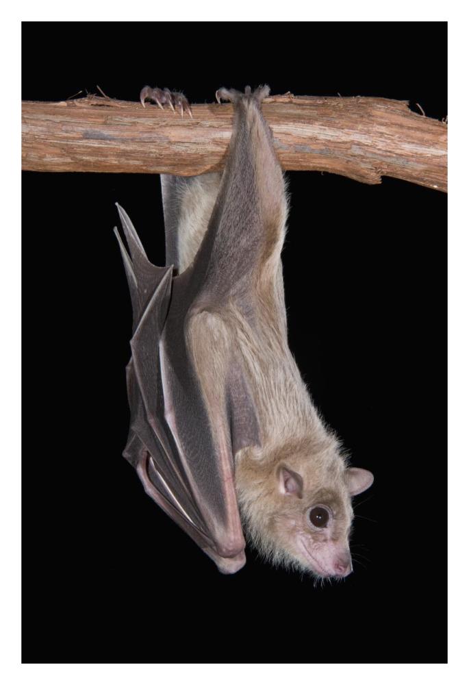 Egyptian Fruit Bat roosting, Michigan-Paper Art-22"x32"