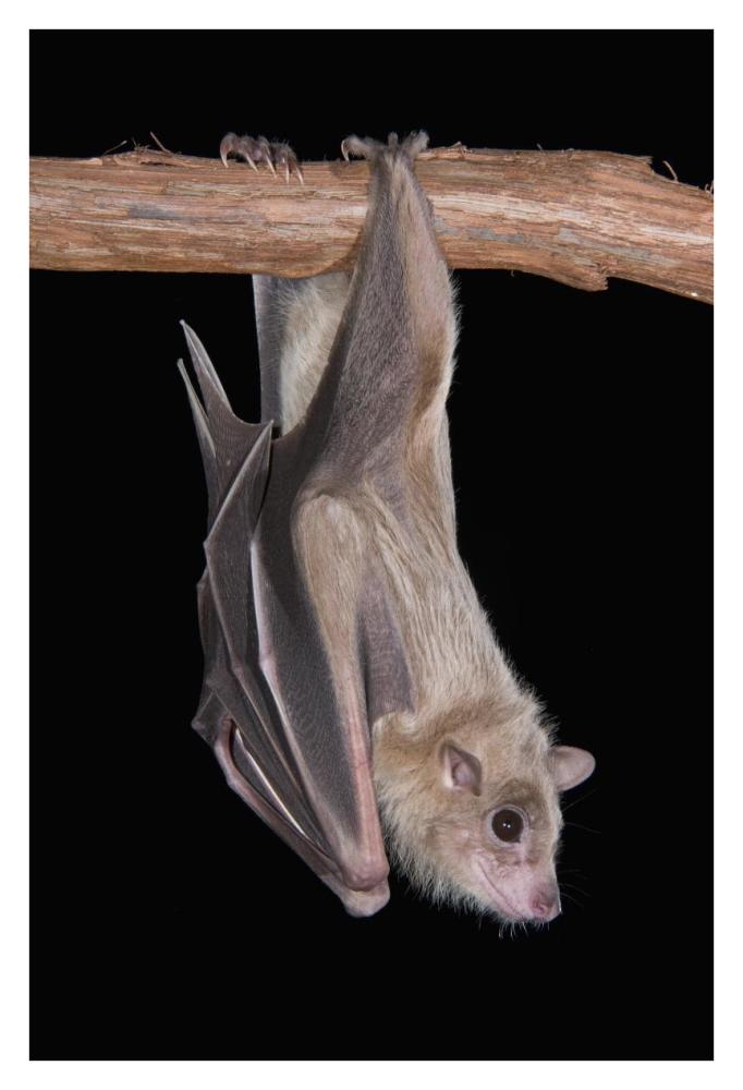 Egyptian Fruit Bat roosting, Michigan-Paper Art-26"x38"