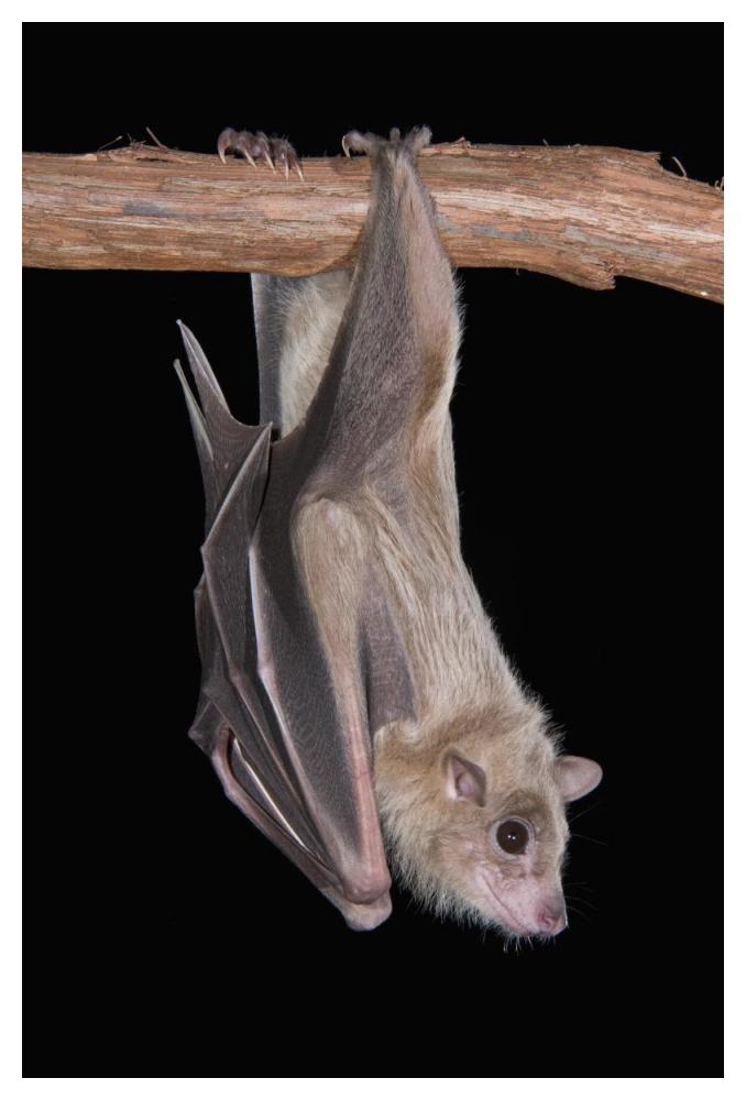 Egyptian Fruit Bat roosting, Michigan-Paper Art-34"x50"
