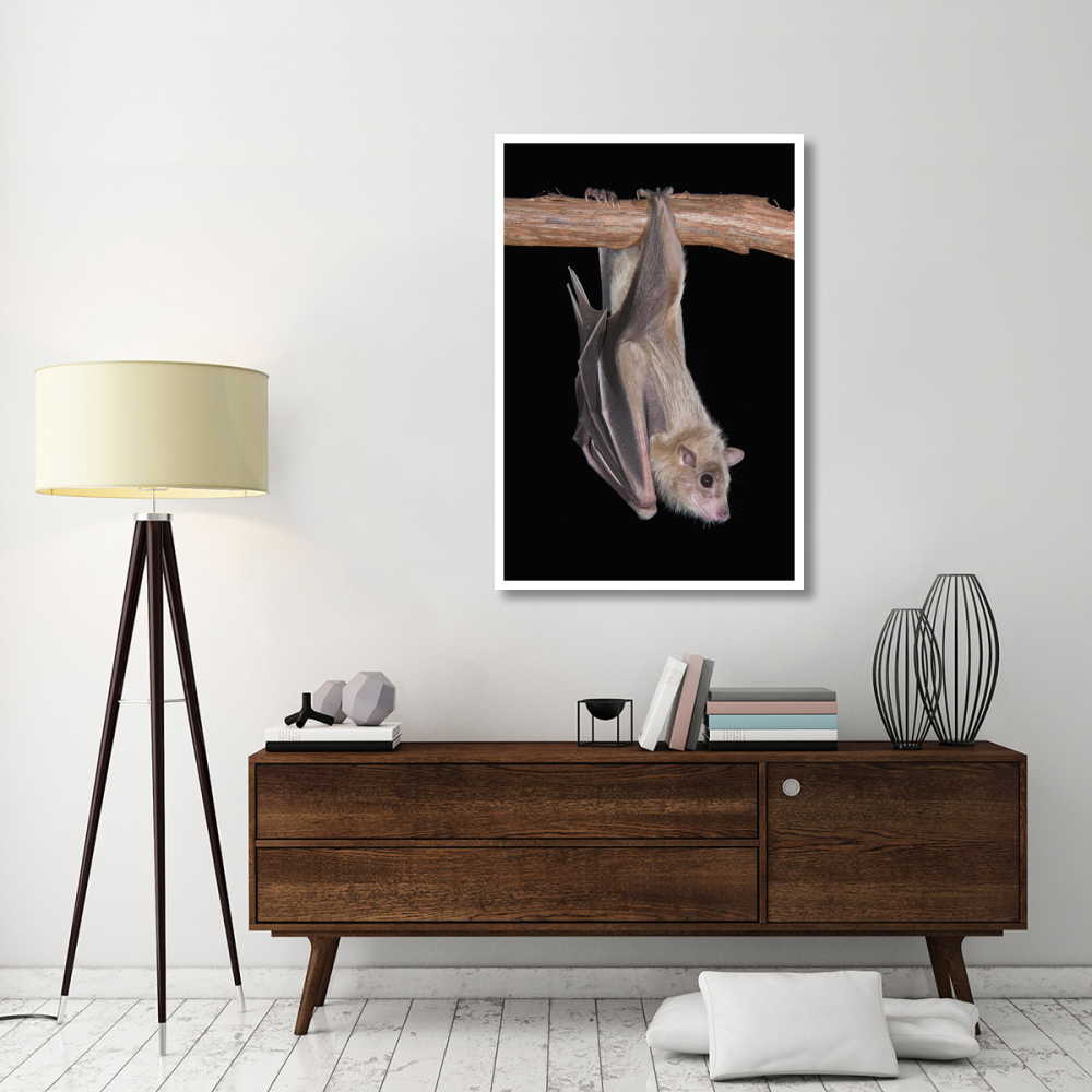 Egyptian Fruit Bat roosting, Michigan-Paper Art-34&quotx50"