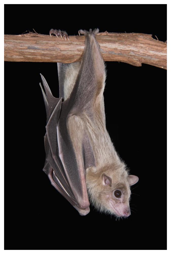 Egyptian Fruit Bat roosting, Michigan-Paper Art-42"x62"