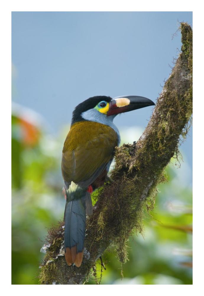 Plate-billed Mountain-Toucan, Ecuador-Paper Art-18"x26"