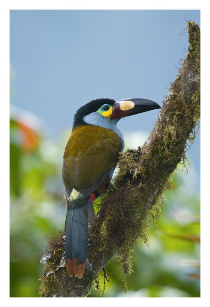Plate-billed Mountain-Toucan, Ecuador-Paper Art-22"x32"