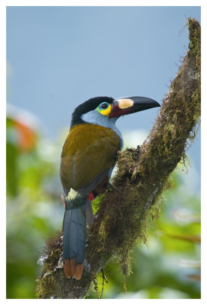 Plate-billed Mountain-Toucan, Ecuador-Paper Art-34"x50"