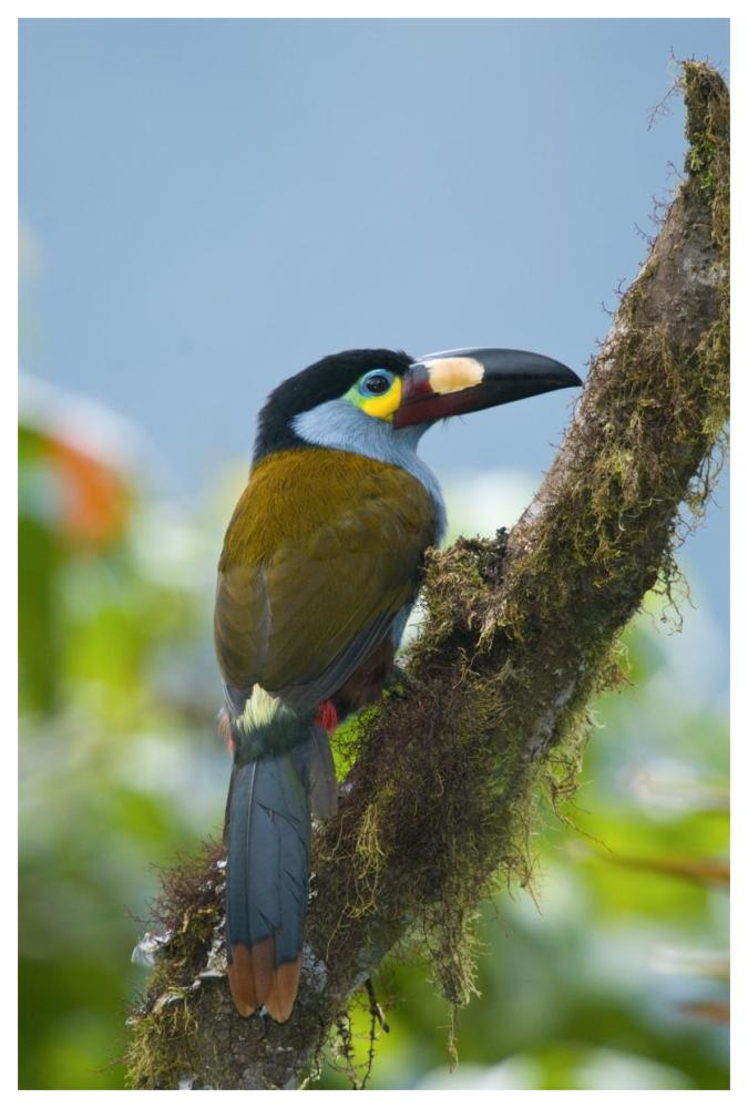 Plate-billed Mountain-Toucan, Ecuador-Paper Art-42"x62"