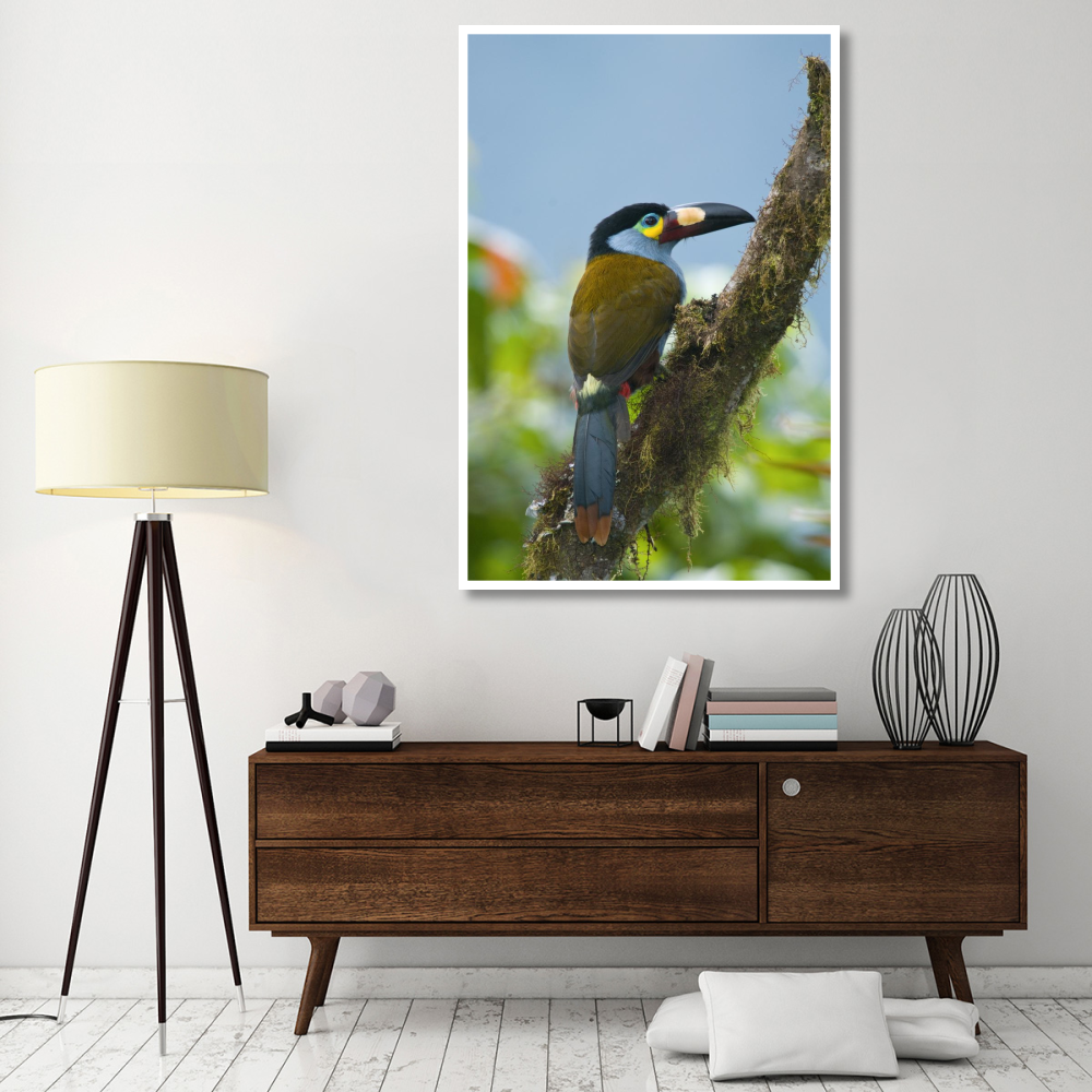 Plate-billed Mountain-Toucan, Ecuador-Paper Art-42&quotx62"
