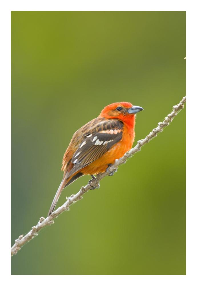 Flame-colored Tanager male, Costa Rica-Paper Art-18"x26"