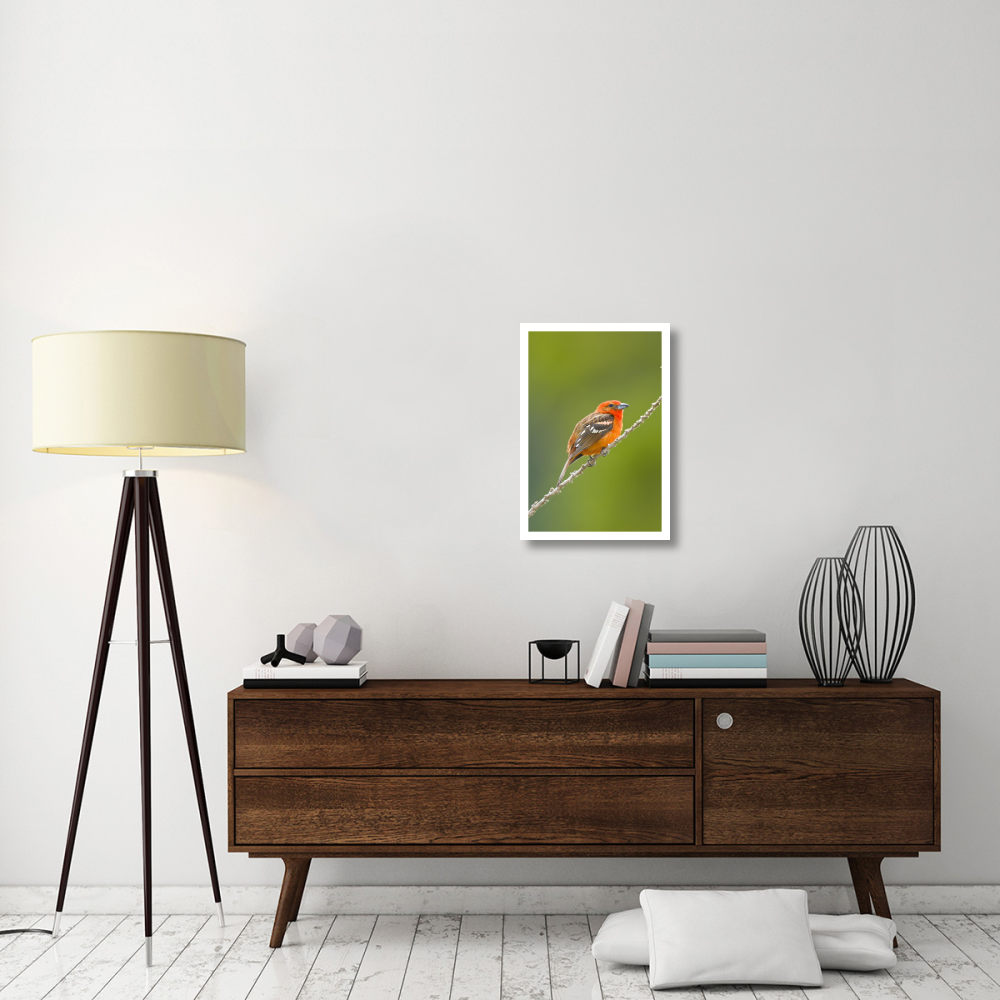 Flame-colored Tanager male, Costa Rica-Paper Art-18&quotx26"