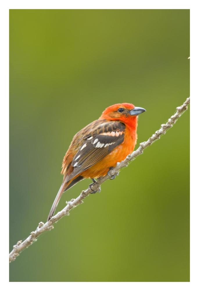 Flame-colored Tanager male, Costa Rica-Paper Art-22"x32"