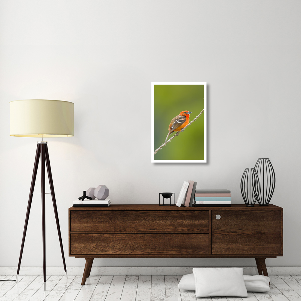 Flame-colored Tanager male, Costa Rica-Paper Art-22&quotx32"