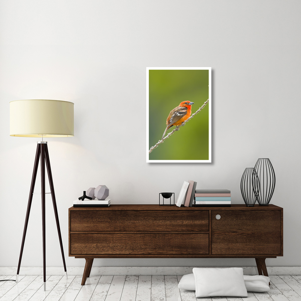 Flame-colored Tanager male, Costa Rica-Paper Art-26&quotx38"