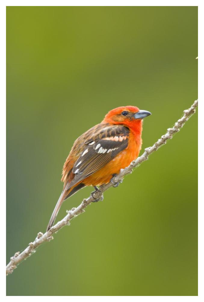 Flame-colored Tanager male, Costa Rica-Paper Art-34"x50"