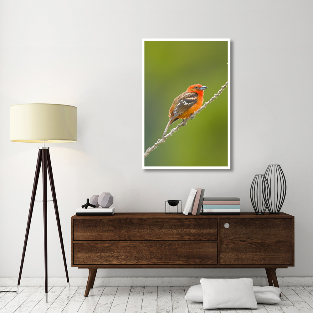Flame-colored Tanager male, Costa Rica-Paper Art-34&quotx50"