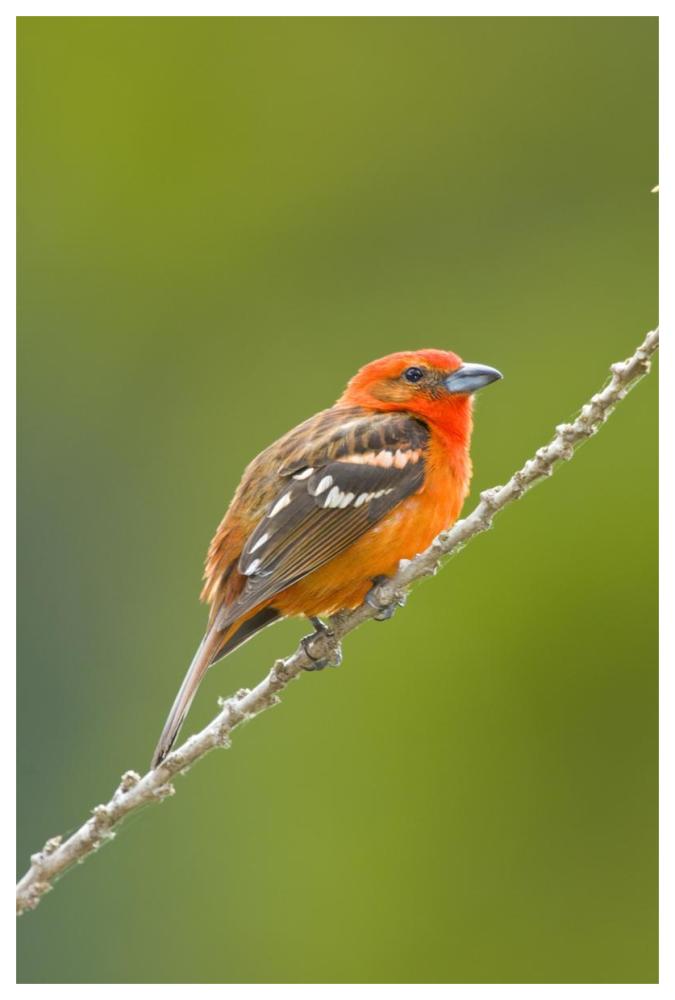 Flame-colored Tanager male, Costa Rica-Paper Art-42"x62"