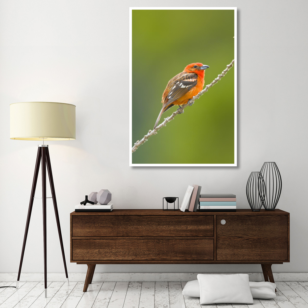 Flame-colored Tanager male, Costa Rica-Paper Art-42&quotx62"