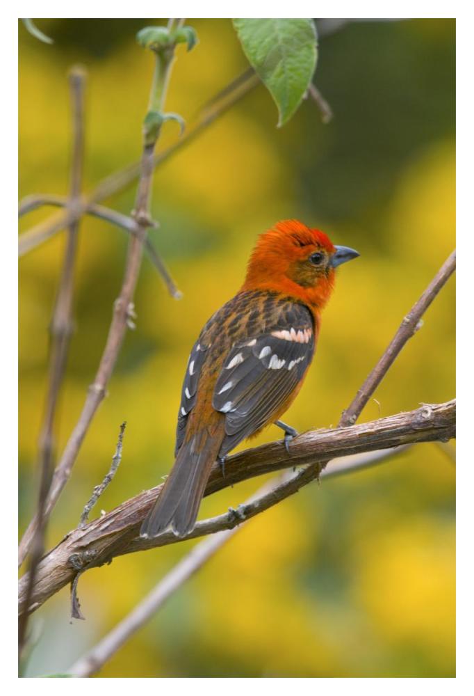 Flame-colored Tanager male, Costa Rica-Paper Art-14"x20"