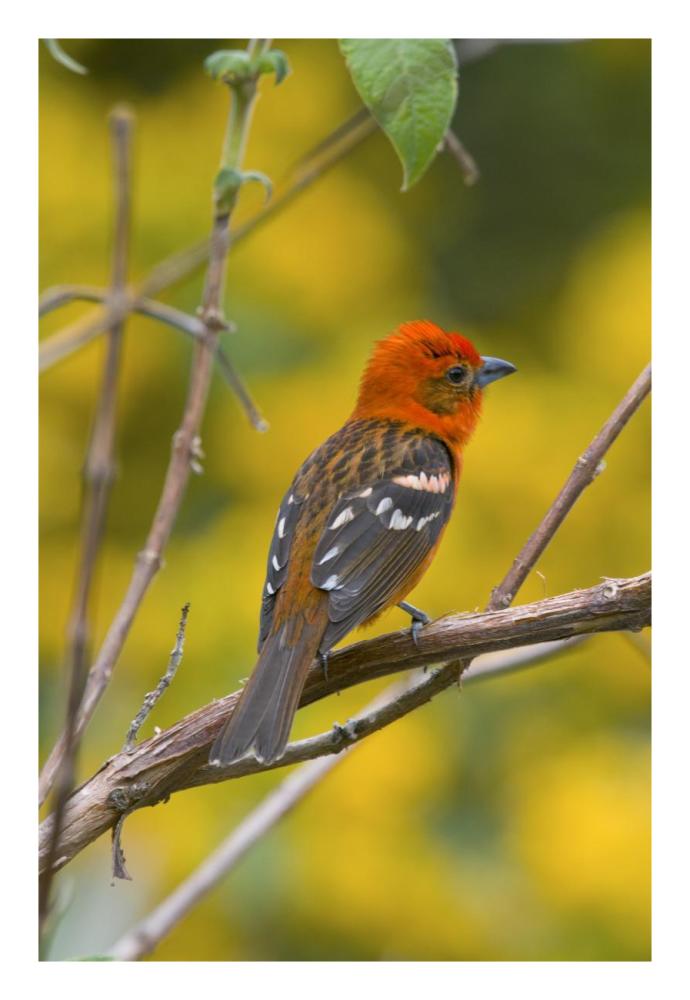 Flame-colored Tanager male, Costa Rica-Paper Art-18"x26"