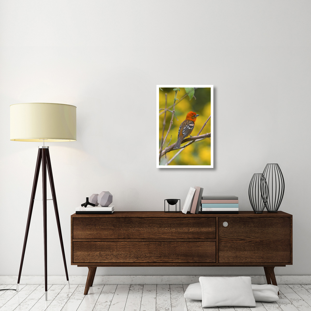 Flame-colored Tanager male, Costa Rica-Paper Art-22&quotx32"