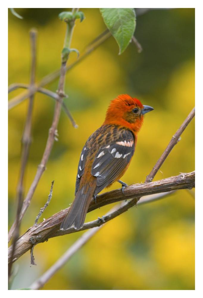Flame-colored Tanager male, Costa Rica-Paper Art-26"x38"