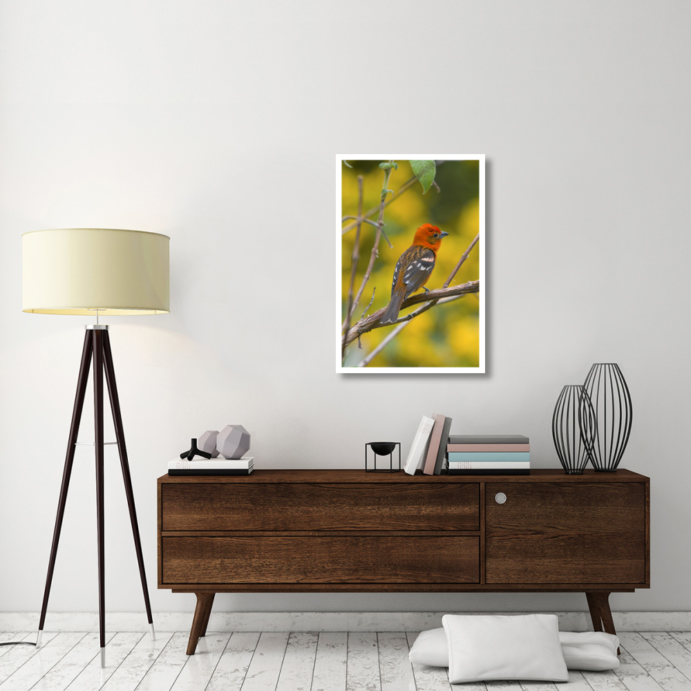 Flame-colored Tanager male, Costa Rica-Paper Art-26&quotx38"
