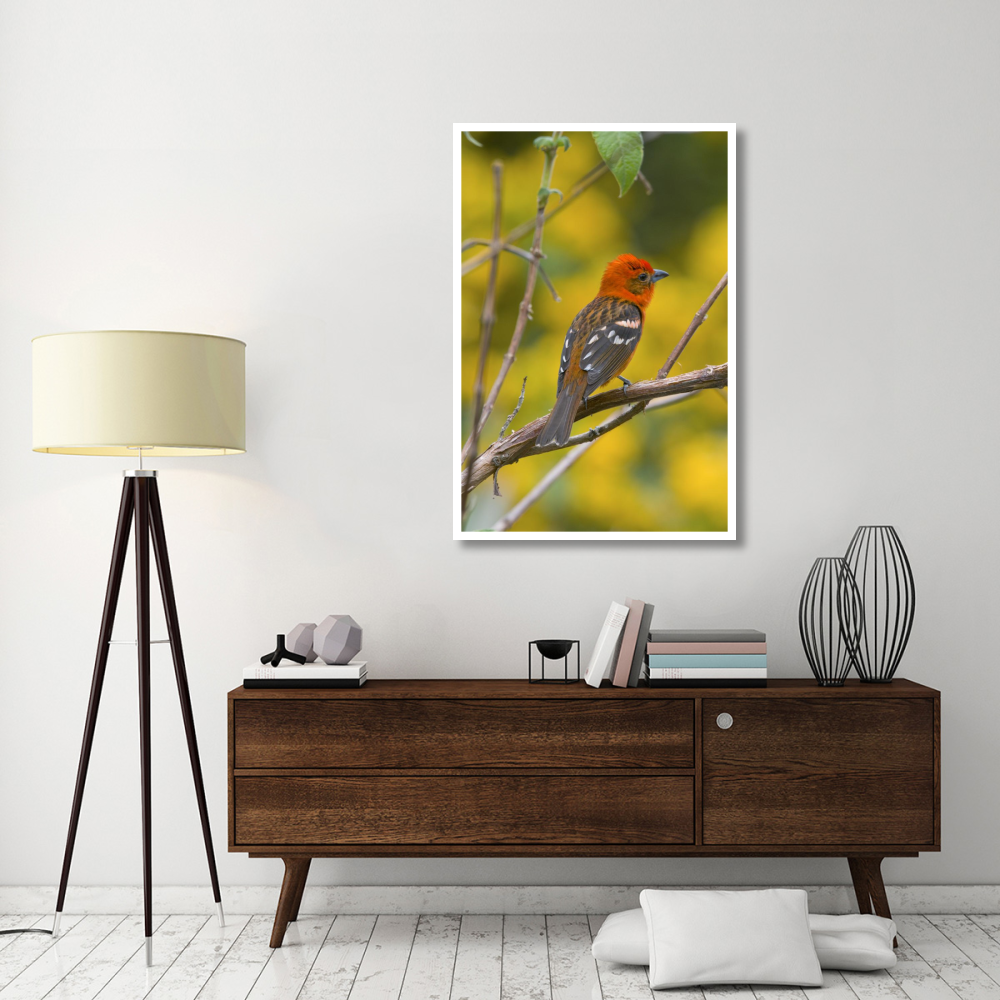 Flame-colored Tanager male, Costa Rica-Paper Art-34&quotx50"