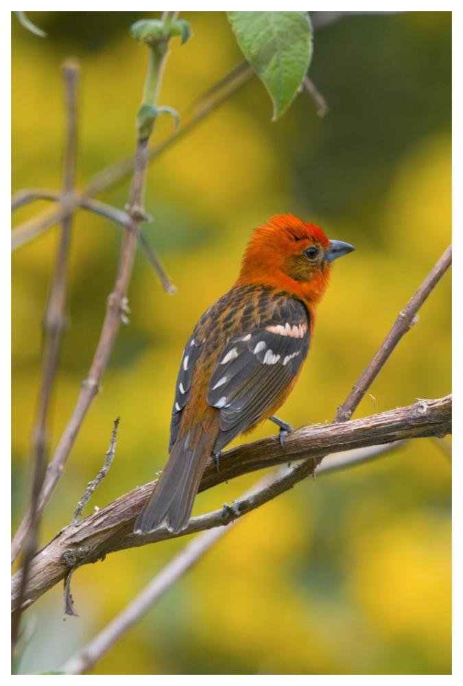 Flame-colored Tanager male, Costa Rica-Paper Art-42"x62"