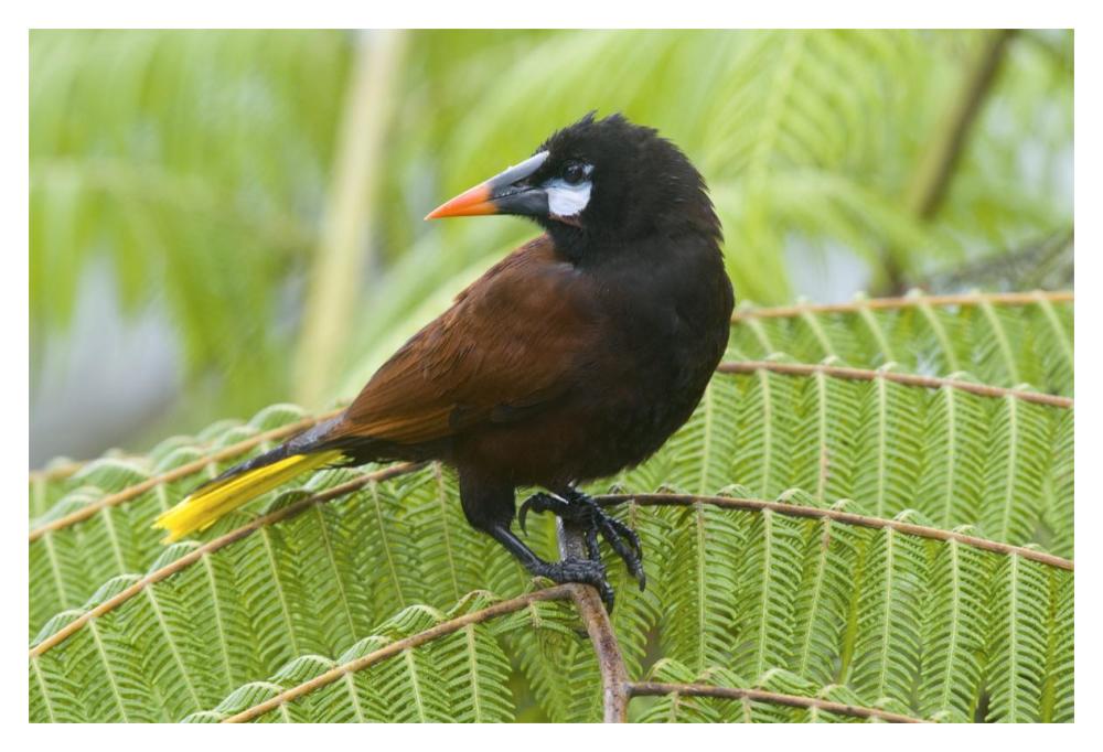 Chestnut-headed Oropendola, Costa Rica-Paper Art-20"x14"