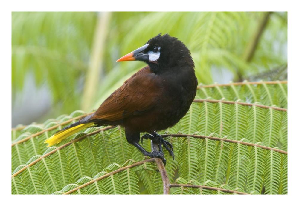 Chestnut-headed Oropendola, Costa Rica-Paper Art-26"x18"