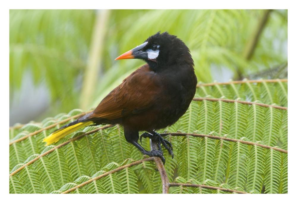 Chestnut-headed Oropendola, Costa Rica-Paper Art-32"x22"