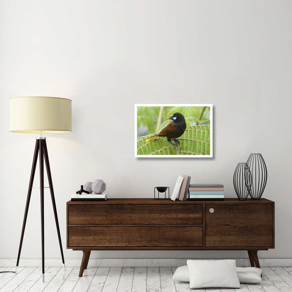 Chestnut-headed Oropendola, Costa Rica-Paper Art-32&quotx22"