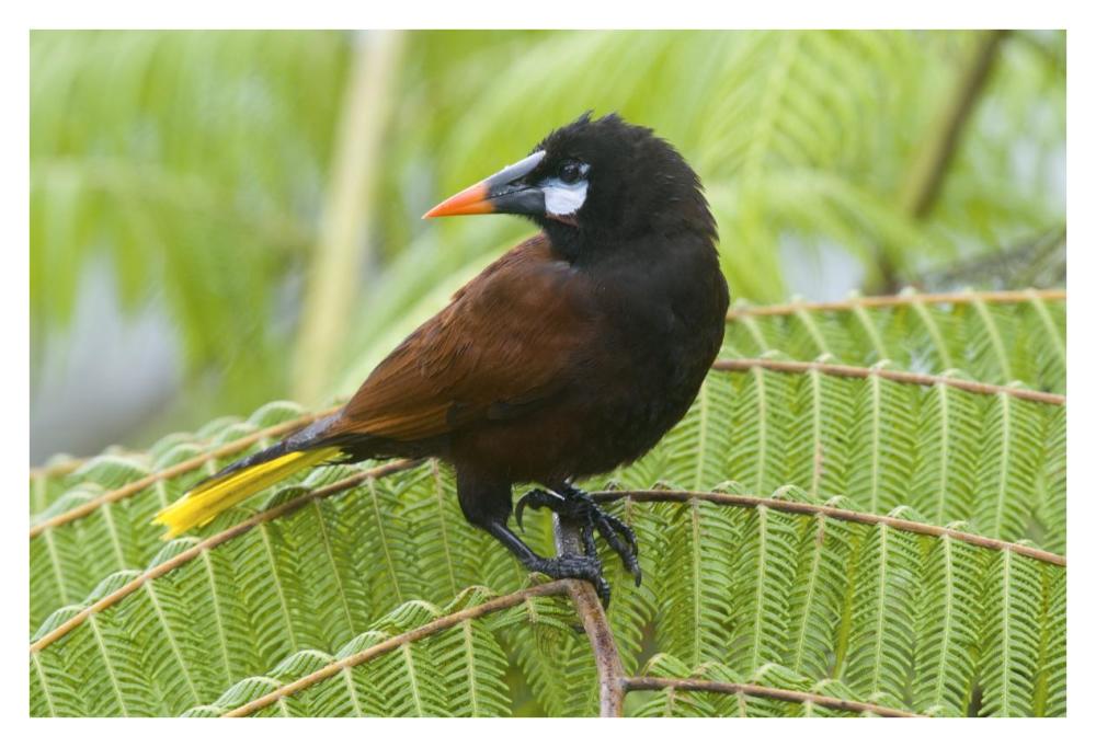 Chestnut-headed Oropendola, Costa Rica-Paper Art-38"x26"