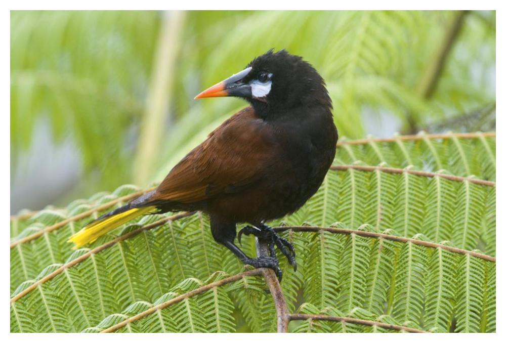 Chestnut-headed Oropendola, Costa Rica-Paper Art-50"x34"