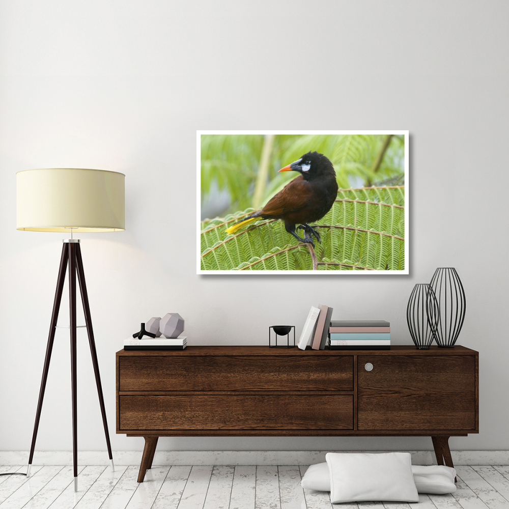 Chestnut-headed Oropendola, Costa Rica-Paper Art-50&quotx34"
