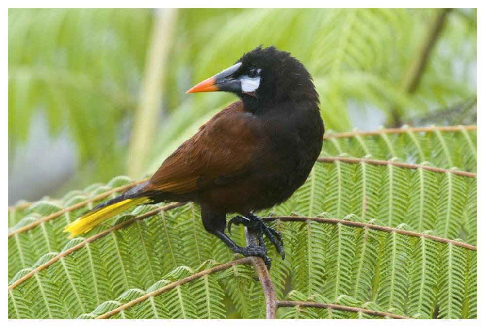 Chestnut-headed Oropendola, Costa Rica-Paper Art-62"x42"