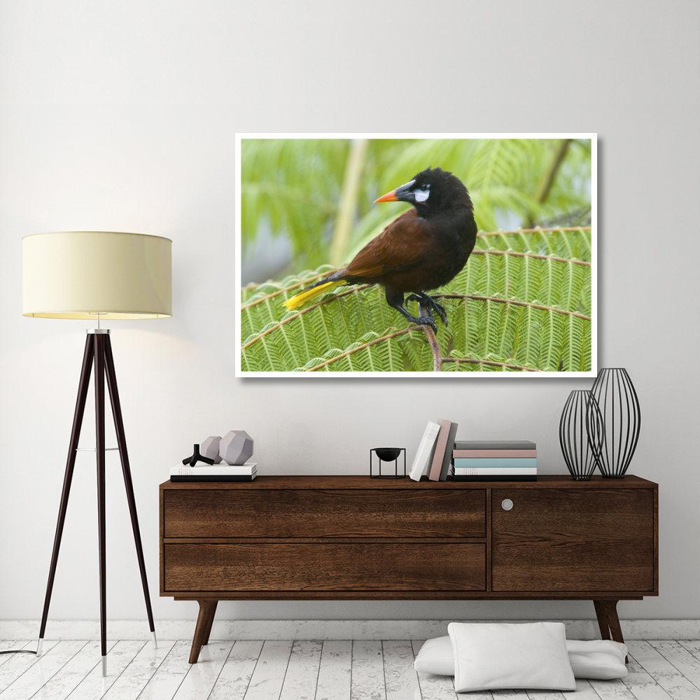 Chestnut-headed Oropendola, Costa Rica-Paper Art-62&quotx42"