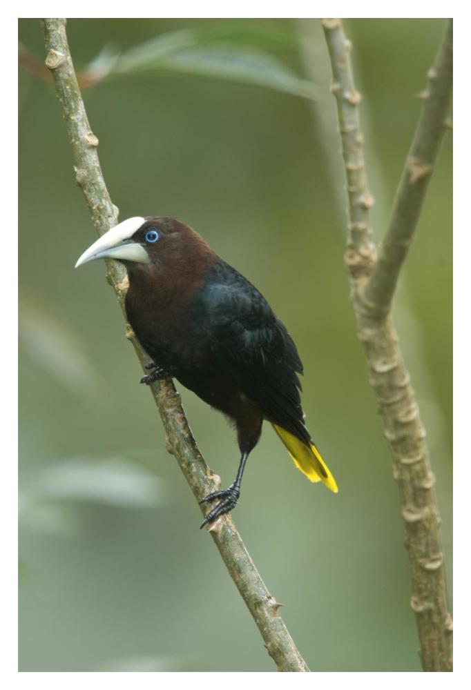 Chestnut-headed Oropendola, Costa Rica-Paper Art-14"x20"