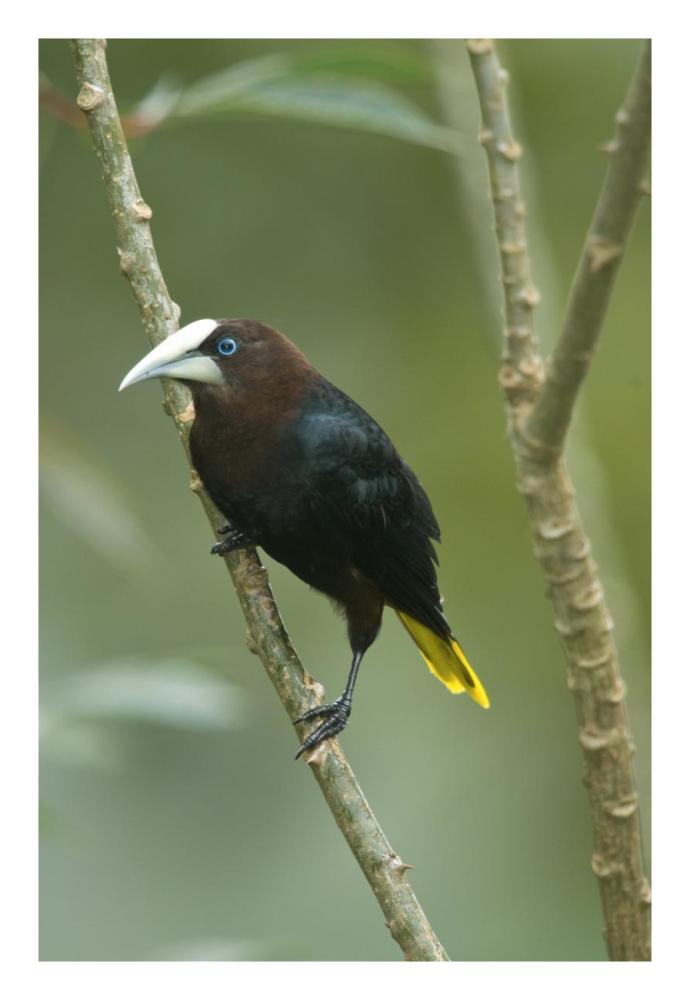 Chestnut-headed Oropendola, Costa Rica-Paper Art-18"x26"