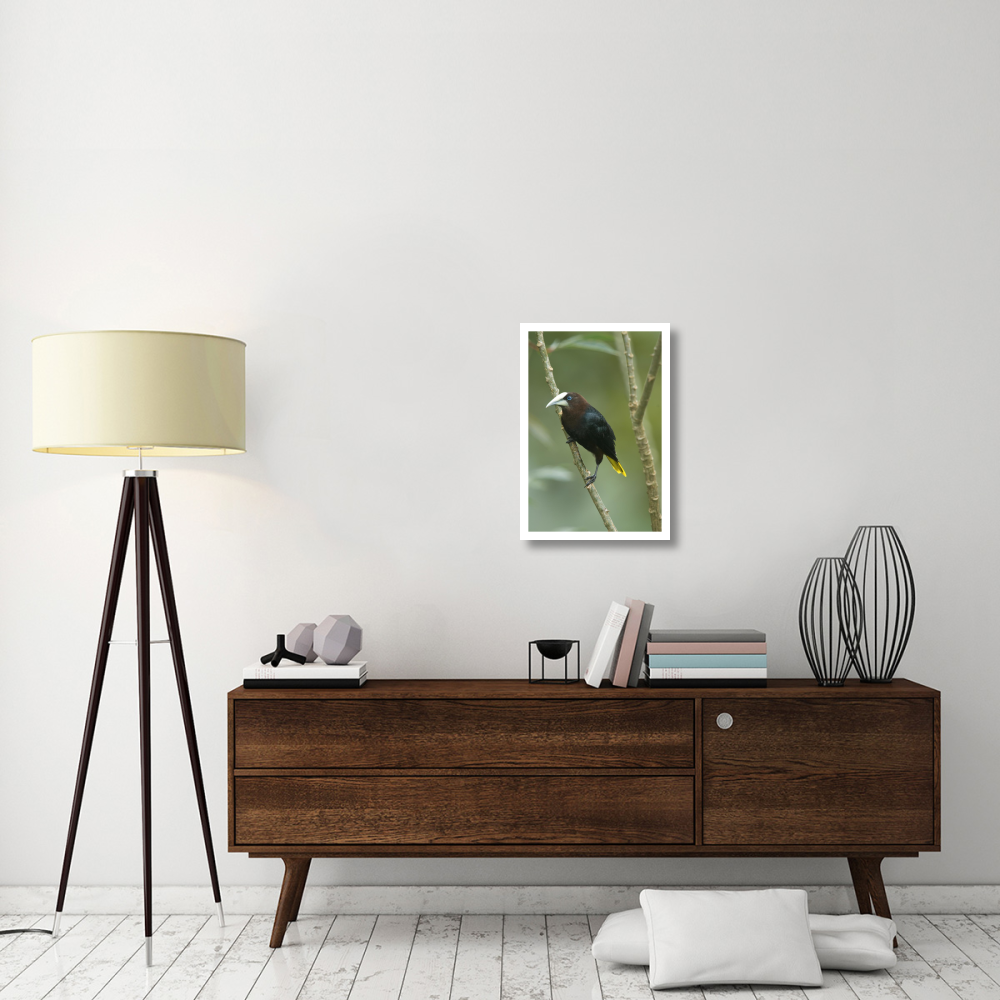 Chestnut-headed Oropendola, Costa Rica-Paper Art-18&quotx26"