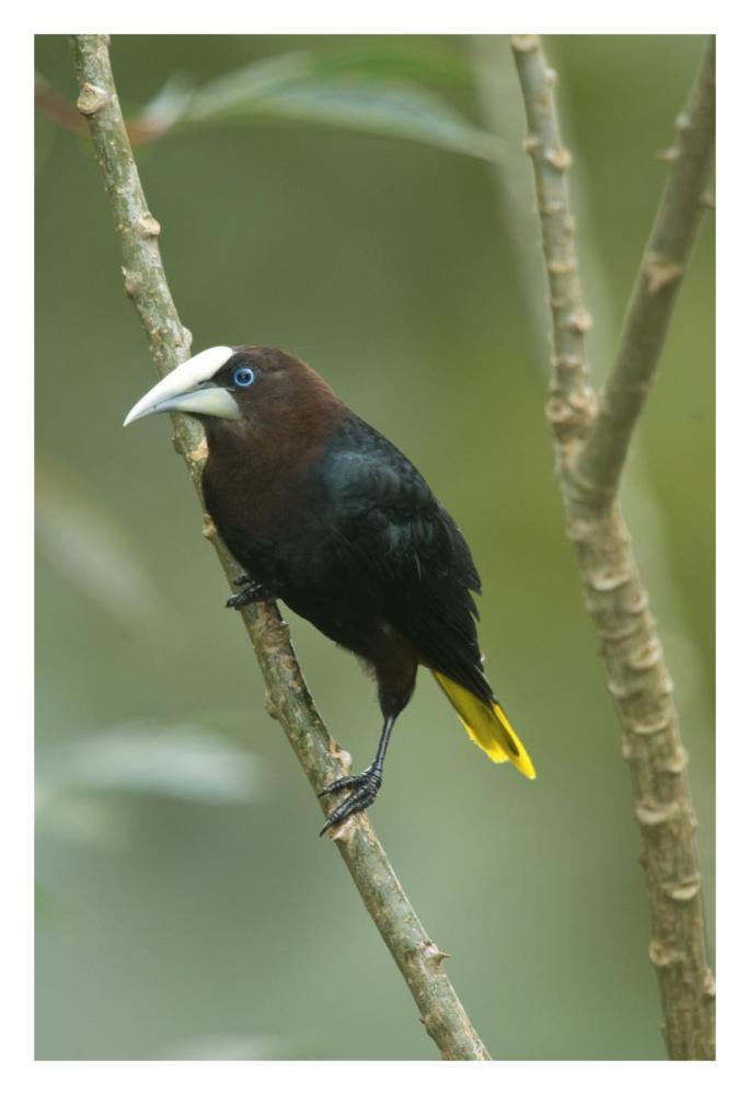 Chestnut-headed Oropendola, Costa Rica-Paper Art-22"x32"