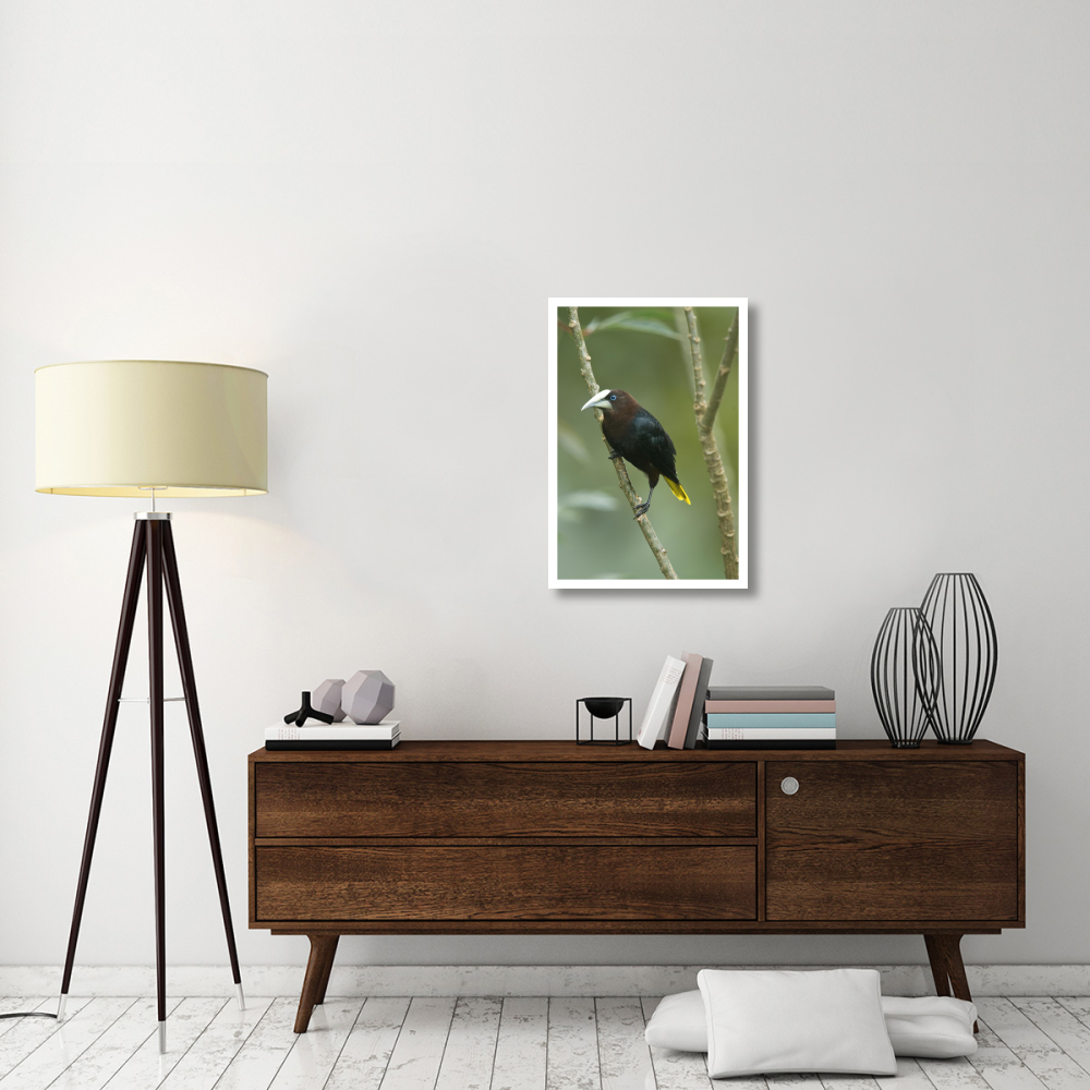 Chestnut-headed Oropendola, Costa Rica-Paper Art-22&quotx32"
