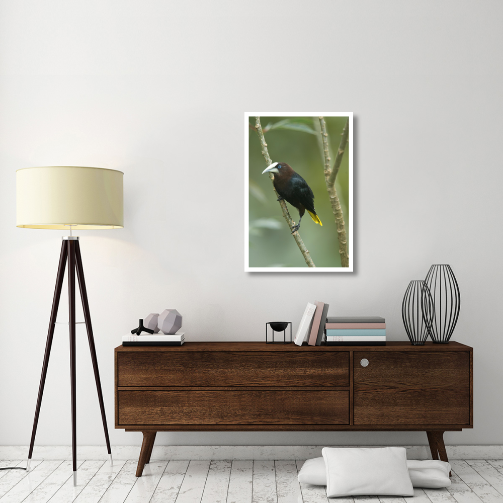 Chestnut-headed Oropendola, Costa Rica-Paper Art-26&quotx38"