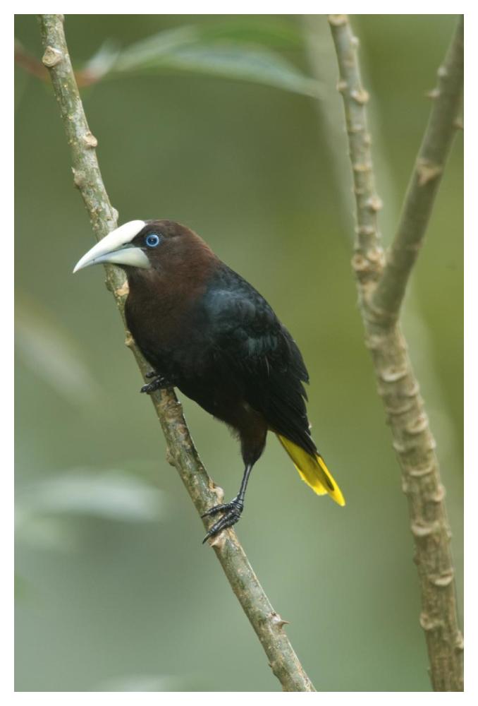 Chestnut-headed Oropendola, Costa Rica-Paper Art-34"x50"