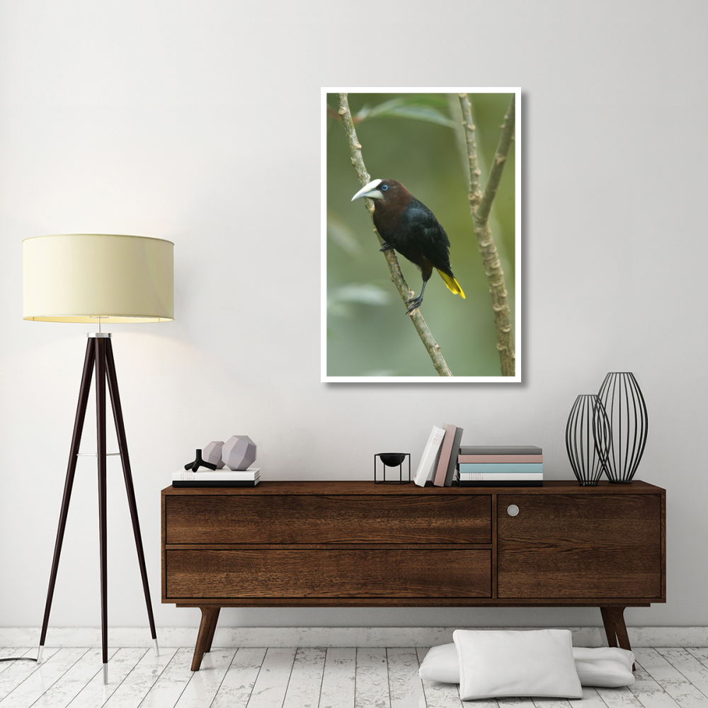 Chestnut-headed Oropendola, Costa Rica-Paper Art-34&quotx50"