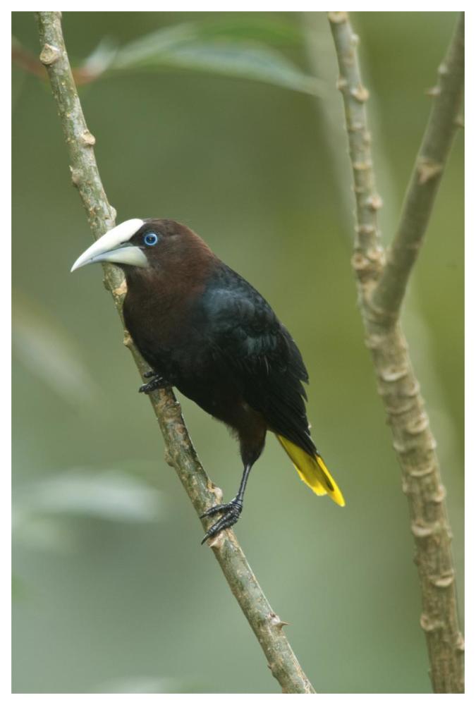Chestnut-headed Oropendola, Costa Rica-Paper Art-42"x62"