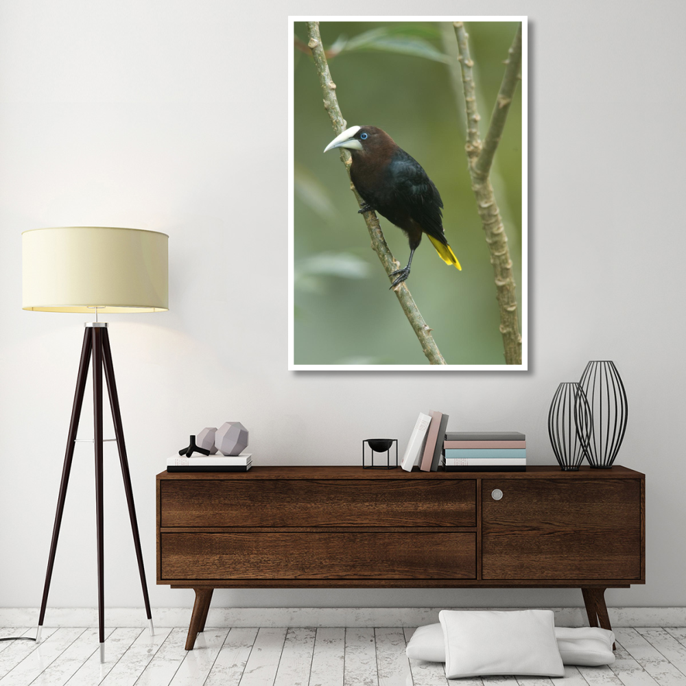 Chestnut-headed Oropendola, Costa Rica-Paper Art-42&quotx62"
